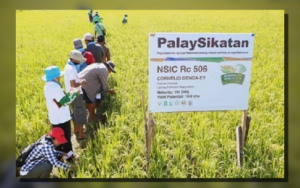 PALAYSIKATAN. One of the technology demonstration sites in La Union for the PalaySikatan Program under the Rice Competitive Enhancement Fund Program in an undated photo. There are four demo sites identified in La Union for this cropping season. (Photo courtesy of DA)