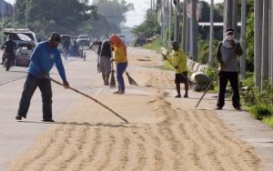 MINIMIZE WASTAGE. Farmers take advantage of the sunny weather to dry palay along Camiling-Bayambang Road in this undated photo. The Department of Agriculture, meanwhile, expressed support to extend the Rice Competitiveness Enhancement Fund, to prioritize post-harvest facilities which would help minimize palay production wastage. (PNA file photo)