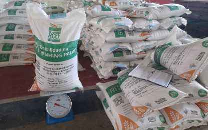 HIGHER YIELDS. The rice seeds being distributed to farmers in Central Luzon under the seed program of the Rice Competitiveness Enhancement Fund. Through these seeds, rice farmers have increased their average yields by at least one ton per hectare. (PNA file photo)