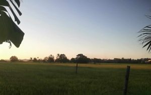 SUFFICIENT RICE. A rice field in Sibalom, Antique. Office of the Provincial Agriculture (OPA) chief Nicolasito Calawag said in an interview Tuesday (Dec. 12, 2023) that as of Nov. 30, the province of Antique was 159.33 percent sufficient in rice with a total of production of 248,334.28 metric tons. (PNA photo by Annabel Consuelo J. Petinglay)