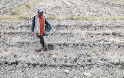 DRY SPELL. A farmer walks across his dried-up rice field in this file photo. The Department of Agriculture in Mimaropa has been extending cash assistance to farmers whose crops were devastated by the dry spell. (PNA photo by Yancy Lim)