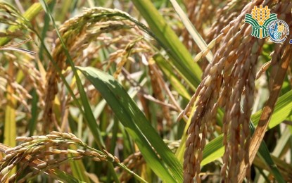 INCREASED HARVEST. Rice farmers in Nueva Ecija have reported higher palay yields this wet season. Fernando Salvador, chairman of the Binabuyan Farmers Association in Barangay Pinili, San Jose City, Nueva Ecija, said on Thursday (Oct. 19, 2023) that the Department of Agriculture’s effective interventions have boosted their production from 60 to 70 cavans per hectare to 100 to 120 cavans per hectare. (Photo courtesy of DA Region 3)