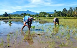 PLANTING SEASON. Farmers in Calinan, Davao City start planting rice seeds on Jan. 5, 2024. They use the Zamboanga rice varieties, which are said to result in higher yield. (PNA photo by Robinson Niñal Jr.)