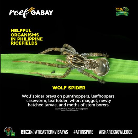 RCEF-Gabay-Wolf-Spider