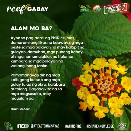 RCEF-Gabay-Alam-Mo-Ba-