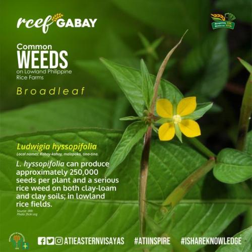 RCEF-Gabay-Broadleaf-1