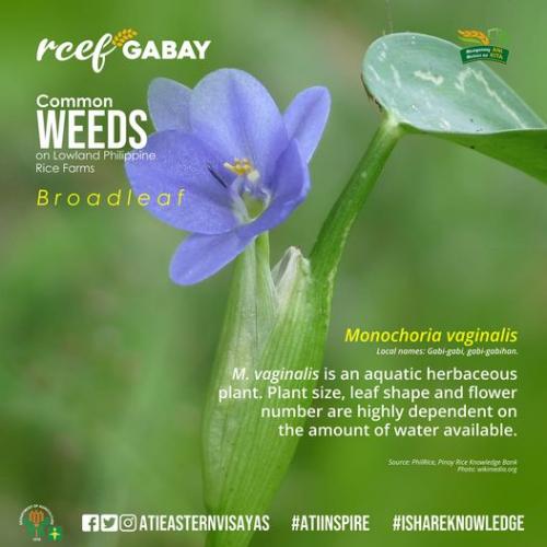 RCEF-Gabay-Broadleaf