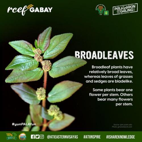 RCEF-Gabay-Broadleaves