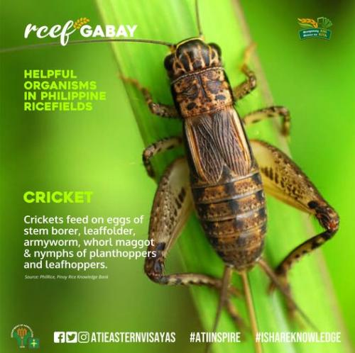 RCEF-Gabay-Cricket