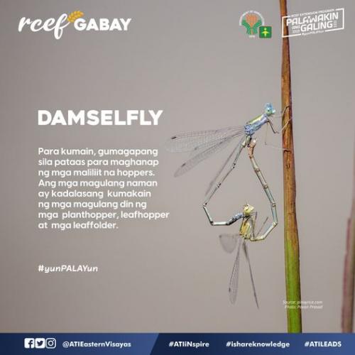 RCEF-Gabay-DamseFly-1