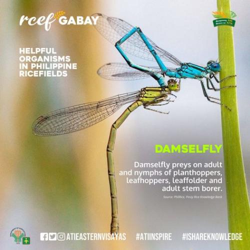 RCEF-Gabay-DamseFly