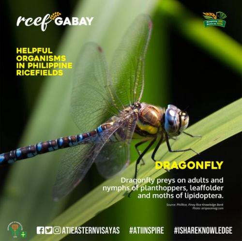 RCEF-Gabay-Dragonfly