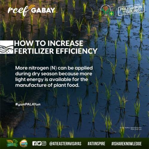 RCEF-Gabay-Fertilizer-Nitrogen