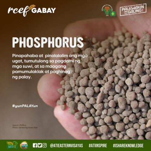 RCEF-Gabay-Fertilizer-Phosphorus
