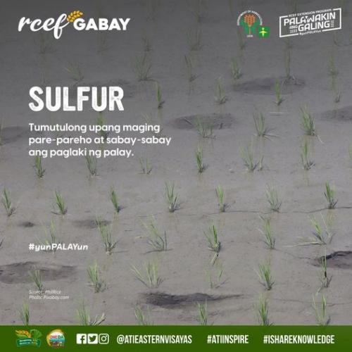 RCEF-Gabay-Fertilizer-Sulfur