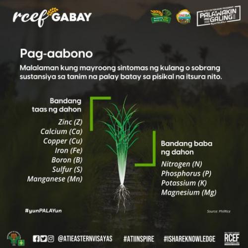 RCEF-Gabay-Fertilizer-a