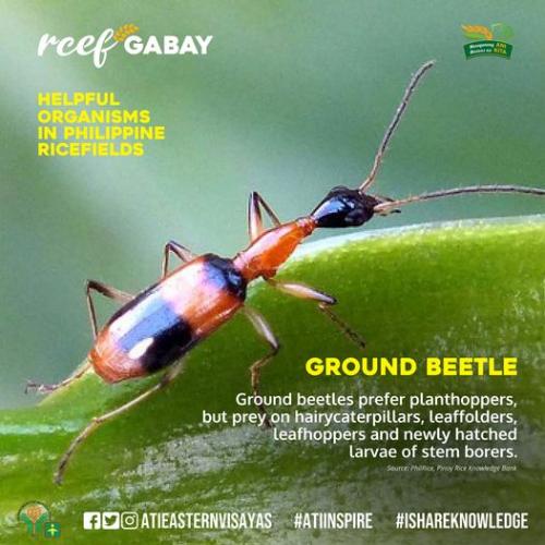 RCEF-Gabay-Ground-Beetle-1