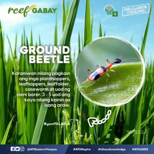 RCEF-Gabay-Ground-Beetle