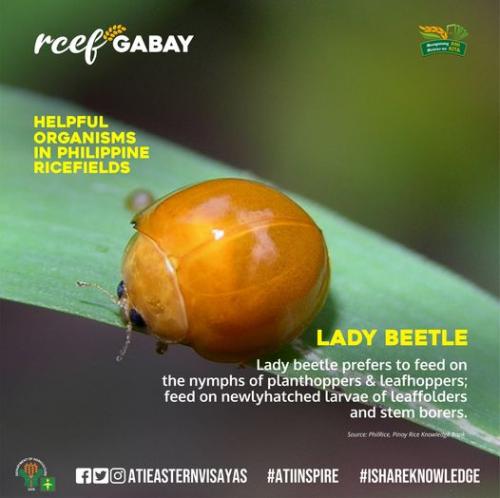 RCEF-Gabay-Lady-Beetle-1