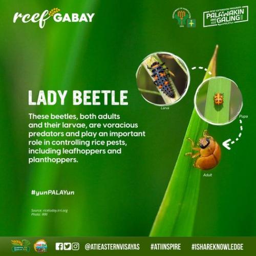 RCEF-Gabay-Lady-Beetle