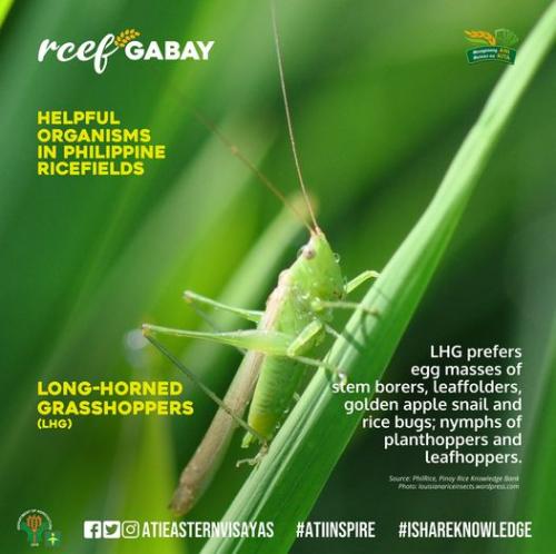 RCEF-Gabay-Long-Horned-Grasshoppers-LHG
