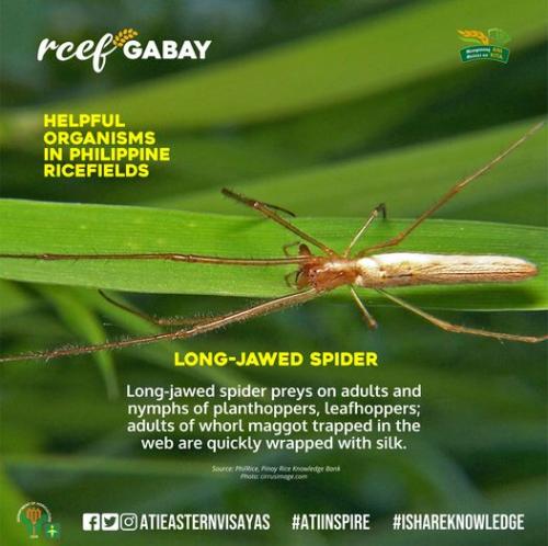RCEF-Gabay-Long-Jawed-Spider
