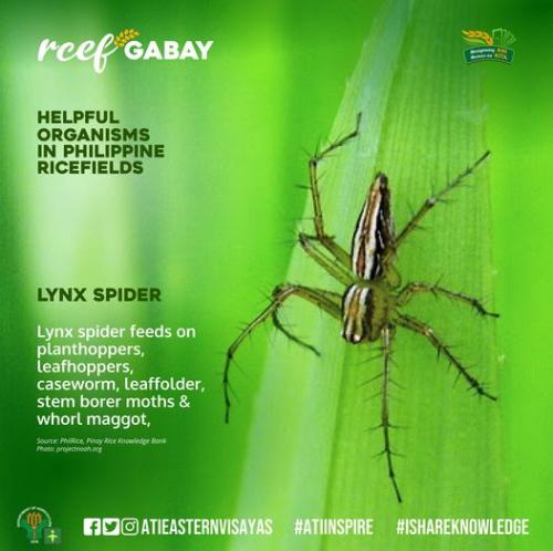 RCEF-Gabay-Lynx-Spider