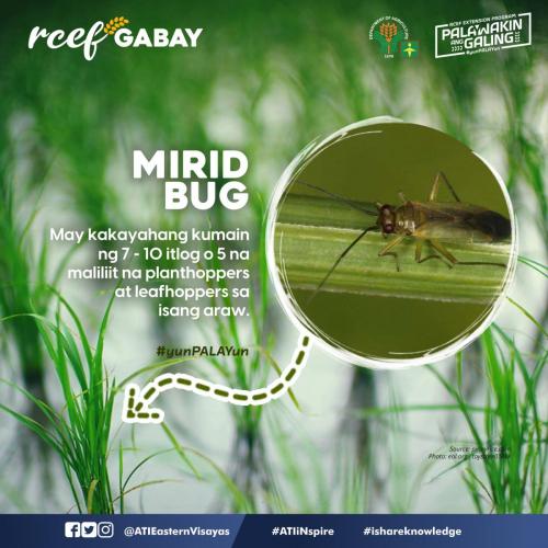 RCEF-Gabay-Mirid-Bug