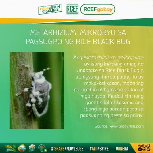 RCEF-Gabay-Pagsugpo-Rice-Black-Bug