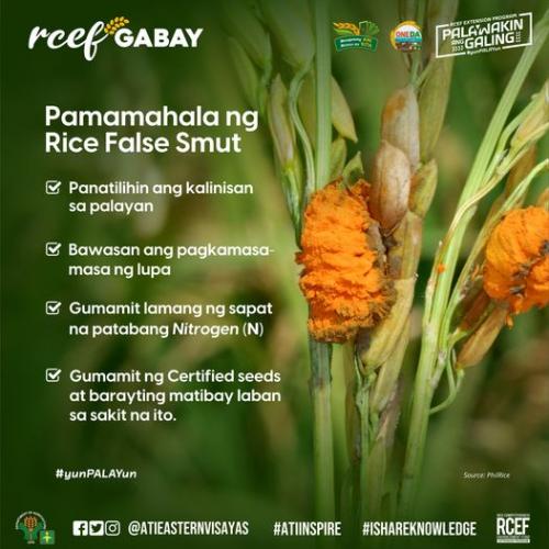RCEF-Gabay-Rice-False-Smut