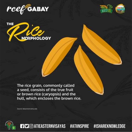 RCEF-Gabay-Rice-Morphology-2
