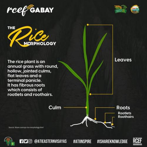 RCEF-Gabay-Rice-Morphology-3