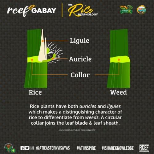 RCEF-Gabay-Rice-Morphology-4