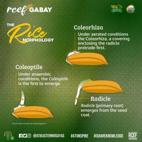 RCEF-Gabay-Rice-Morphology-6