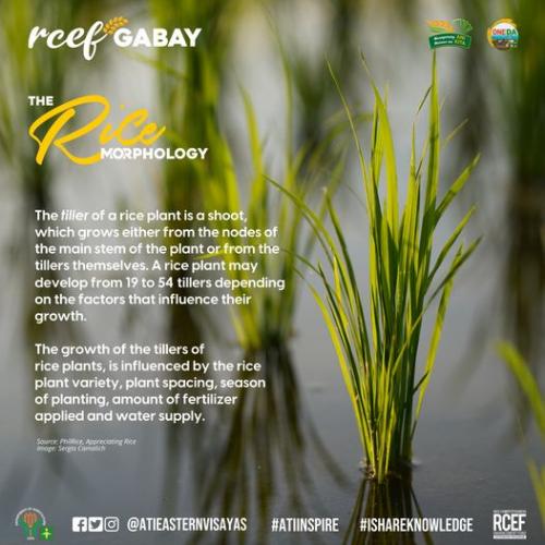 RCEF-Gabay-Rice-Morphology