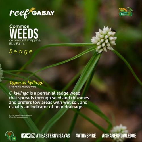 RCEF-Gabay-Sedges-1