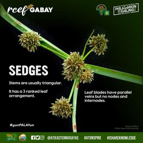 RCEF-Gabay-Sedges