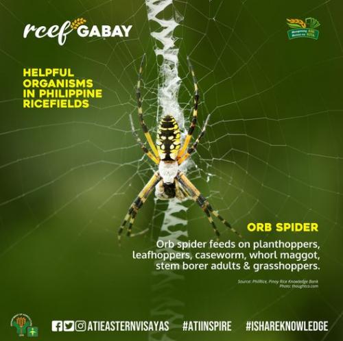 RCEF-Gabay-Spider