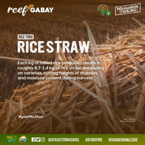 RCEF-Gabay-Straw