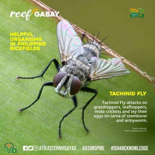RCEF-Gabay-Tachinid-Fly