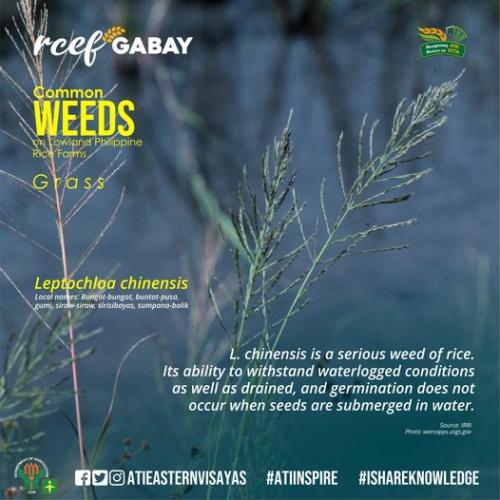 RCEF-Gabay-Weeds-1