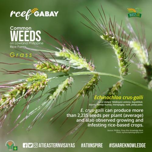 RCEF-Gabay-Weeds-2