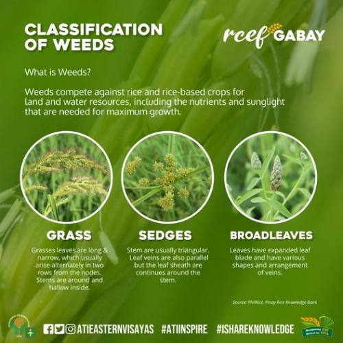 RCEF-Gabay-Weeds