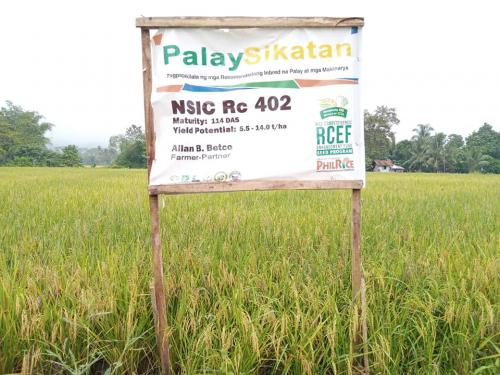 PalaySikatan-Field-day-on-Agusan-del-Sur-attended-by-more-than-60-farmers-4-24-2023-11