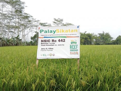PalaySikatan-Field-day-on-Agusan-del-Sur-attended-by-more-than-60-farmers-4-24-2023-13