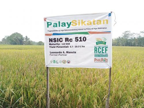 PalaySikatan-Field-day-on-Agusan-del-Sur-attended-by-more-than-60-farmers-4-24-2023-14