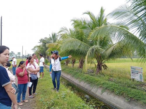 PalaySikatan-Field-day-on-Agusan-del-Sur-attended-by-more-than-60-farmers-4-24-2023-17