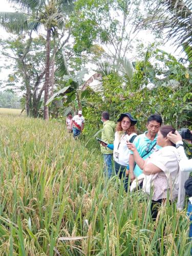 PalaySikatan-Field-day-on-Agusan-del-Sur-attended-by-more-than-60-farmers-4-24-2023-20